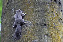 Edible / Fat Dormouse (Glis glis) clinging to a treetrunk in woodland where this European species has become naturalised, Buckinghamshire, UK, August.