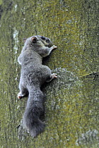 Edible / Fat Dormouse (Glis glis) clinging to a treetrunk in woodland where this European species has become naturalised, Buckinghamshire, UK, August.