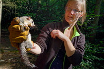 Adult Edible / Fat Dormouse (Glis glis) held in a leather glove and being inspected by Dani Rozycka, during a monitoring project in woodland where this European species has become naturalised, Bucking...