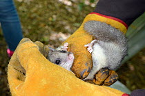 Adult Edible / Fat Dormouse (Glis glis) held in leather gloves during a monitoring project in woodland where this European species has become naturalised, Buckinghamshire, UK, August, Model released.
