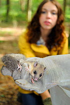Sally Hyslop looking at an adult Edible / Fat Dormouse (Glis glis) held in a glove, during a monitoring project in woodland where this European species has become naturalised, Buckinghamshire, UK, Aug...