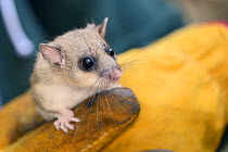 Close up of an adult Edible / Fat Dormouse (Glis glis) held in a leather glove during a monitoring project in woodland where this European species has become naturalised, Buckinghamshire, UK, August,...