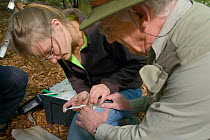 Dani Rozycka injecting a microchip into a young Edible / Fat Dormouse (Glis glis) held by Peter Grimsey during a monitoring project in woodland where this European species has become naturalised, Buck...