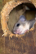 Edible / Fat Dormouse (Glis glis) peering out of a nestbox attached to a Beech treetrunk in woodland where this European species has become naturalised, Buckinghamshire, UK, August.