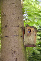 Edible / Fat Dormouse (Glis glis) peering out of a nestbox attached to a Beech treetrunk in woodland where this European species has become naturalised, Buckinghamshire, UK, August.