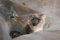 Adult Edible / Fat Dormouse (Glis glis) held temporarily inside a plastic sack it has been tipped into from a nestbox, during a monitoring project in woodland where this European species has become na...