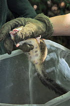 Adult female Edible / Fat Dormouse (Glis glis), the mother of a large litter of young and showing obvious teats, being held in a leather glove during a monitoring project in woodland where this Europe...