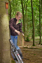 Dani Rozycka inspecting Edible / Fat Dormouse (Glis glis) nestbox temporarily detached from a Beech treetrunk in woodland where this European species has become naturalised, Buckinghamshire, UK, Augus...