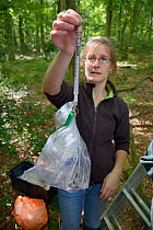 Dani Rozycka weighing an adult Edible / Fat Dormouse (Glis glis) in a plastic bag on a spring balance. In woodland where this European species has become naturalised, Buckinghamshire, UK, August.  Mod...