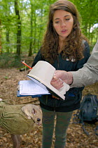 Researchers checking transponder microchip code number of adult Edible / Fat Dormouse (Glis glis) as Louise Ryan waits to note down the number. During a monitoring project in woodland where this Europ...