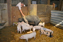 Veterinarian Dewi Jones inspecting a British Saddleback sow and her litter of piglets in a barn, Gloucestershire, UK, September 2014. Model released.