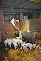 Veterinarian Dewi Jones inspecting a British Saddleback sow and her litter of piglets in a barn, Gloucestershire, UK, September 2014. Model released.