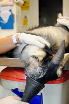 Anaesthetised young male Pygmy goat (Capra aegagrus hircus) being given oxygen in an operating room before castration operation, Wiltshire, UK, September 2014. Model released.
