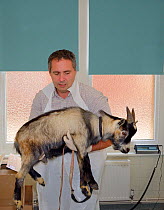 Veterinarian Dewi Jones carrying a young male Pygmy goat to an operating theatre before castrating it, Wiltshire, UK, September 2014. Model released.