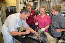Veterinarian Dewi Jones using a scalpel to open the testicular sack of a sedated male Pygmy goat held by a veterinary nurse before castrating it as two student vets look on, Wiltshire, UK, September 2...