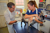 Veterinarian Dewi Jones injects a young male Pygmy goat (Capra aegagrus hircus) held by a veterinary nurse with sedative in an operating theatre before castrating it, Wiltshire, UK, September 2014. Mo...