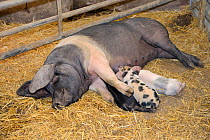 British Saddleback sow suckling some of her litter of piglets in a barn, Gloucestershire, UK, September.