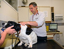 Veterinarian Dewi Jones inspecting an old Springer spaniel in his clinic, Wiltshire, UK, September 2014. Model released.