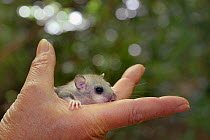 Young Edible / Fat Dormouse (Glis glis) held in a hand during a monitoring project in woodland where this European species has become naturalised, Buckinghamshire, UK, August, Model released.