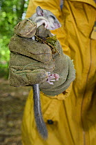 A sleepy young Edible / Fat Dormouse (Glis glis) held in a leather glove, during a monitoring project in woodland where this European species has become naturalised, Buckinghamshire, UK, August, Model...