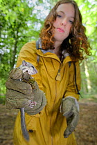Sally Hyslop holding a sleepy young Edible / Fat Dormouse (Glis glis) in a leather glove, during a monitoring project in woodland where this European species has become naturalised, Buckinghamshire, U...