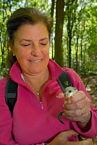Jenny Crouch holding a young Edible / Fat Dormouse (Glis glis) during a monitoring project in woodland where this European species has become naturalised, Buckinghamshire, UK, August, Model released.
