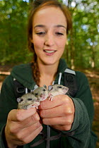 Megan Broad holding three sleepy young Edible / Fat Dormice (Glis glis) during a monitoring project in woodland where this European species has become naturalised, Buckinghamshire, UK, August, Model r...
