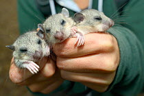 Three sleepy young Edible / Fat Dormice (Glis glis) held in hands during a monitoring project in woodland where this European species has become naturalised, Buckinghamshire, UK, August, Model release...