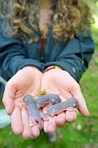 Three naked baby Edible / Fat Dormice (Glis glis) held in hands during a monitoring project in woodland where this European species has become naturalised, Buckinghamshire, UK, August, Model released.