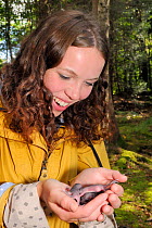 Sally Hyslop holding a litter of  baby Edible / Fat Dormice (Glis glis) in her hands during a monitoring project in woodland where this European species has become naturalised, Buckinghamshire, UK, Au...