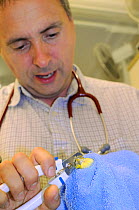 Veterinarian Dewi Jones clipping the beak of a Budgerigar (Melopsittacus undulatus) in his clinic, Wiltshire, UK, September 2014. Model released.