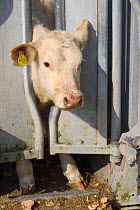 Charolais calf held in a crush for veterinary treatment, Wiltshire, UK, September 2014.