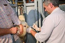 Veterinarian Dewi Jones injecting antibiotics into the ear of a Charolais calf held still in a crush by a farmer, Wiltshire, UK, September 2014.   Model released.