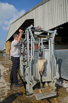 Veterinarian Dewi Jones shutting a Charolais calf into a crush before treating it, Wiltshire, UK, September 2014.   Model released.