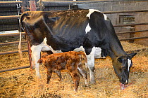 One hour old newborn Holstein Friesian calf (Bos taurus) suckling as its mother eats the afterbirth in a barn, Gloucestershire, UK, September 2014.