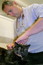 Veterinarian Dewi Jones treating a domestic cat with Harvest mites (Trombiculicidae) in its ears in his clinic, Wiltshire, UK, September 2014. Model released.