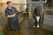 Veterinarian Dewi Jones preparing to inject antibiotics into a sick Holstein Friesian cow (Bos taurus) held in a crush, Gloucestershire, UK, September 2014.  Model released.