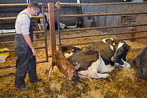 Veterinarian Dewi Jones watching a 30 minute old newborn Holstein Friesian calf (Bos taurus) getting to its feet next to its mother in a barn, Gloucestershire, UK, September 2014.   Model released.