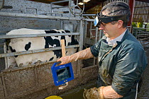 Veterinarian Dewi Jones checking the image of a calf foetus on a screen recorded by an ultrasound scanner inside a Holstein Friesian cow (Bos taurus) held in a crush, Wiltshire, UK, September 2014.  M...