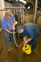 Veterinarian Dewi Jones pumping coffee into the stomach of a sick Holstein Friesian cow (Bos taurus) held by a farmer, to help purge a blockage, Gloucestershire, UK, September 2014. Model released.