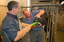 Veterinarian Dewi Jones inserting a tube into the stomach of a sick Holstein Friesian cow (Bos taurus) held by a farmer, ahead of pumping coffee in to purge blockage, Gloucestershire, UK, September 20...