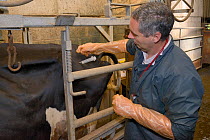 Veterinarian Dewi Jones injecting antibiotics into the rump of a sick Holstein Friesian cow (Bos taurus) held in a crush, Gloucestershire, UK, September 2014.  Model released.