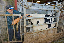 Veterinarian Dewi Jones using an ultrasound scanner to look for a foetus inside a Holstein Friesian cow (Bos taurus) held in a crush, with the image projected onto goggles in front of his eyes, Wiltsh...