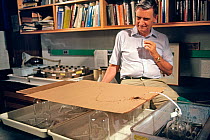 Professor Edward O. Wilson watching Fire ants (Solenopsis sp) following a pheromone trail in his laboratory, on production for a BBC Natural World film 'The Little Creatures Who Run the World'. Harvar...