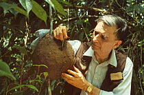 Professor Edward O. Wilson breaking into a Termite (Nasutitermes sp) nest to show how quickly they can repair it, on production for a BBC Natural World film 'The Little Creatures Who Run the World'. T...
