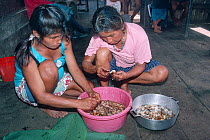 Quechua mother and daughter preparing Palm weevil larvae (Rhynchophorus palmarum) before cooking them as food and to use in medicine, Amazonia, Ecuador.