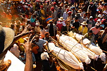 Famadihana, traditional funeral ceremony of the Merina and Betsileo ethnic groups where the dead are exhumed every seven years, a joyous festival with dancing and musicians. Antsirabe, Madagascar, Feb...