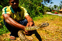 Man holding Madagascar boa (Sanzinia madagascariensis) Ranomafana National Park, Madagascar.
