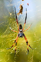 Spider (Nephila sp) Ranomafana National Park, Madagascar.