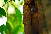 Small-toothed sportive lemur (Lepilemur microdon) Ranomafana National Park, Madagascar. Endangered species.